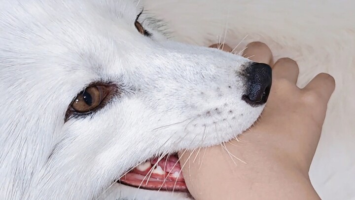 How can a fox be so sweet and clingy yet refuse to let you touch its butt?