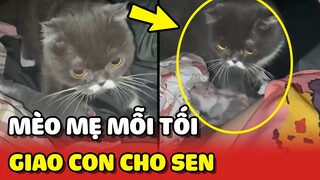 Mèo mẹ mỗi tối GIAO CON cho SEN CHĂM để đi NHẢY ĐẦM 😂 | Yêu Lu
