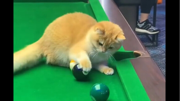 Anak kucing sama sekali tidak bisa mengatasi semuanya!