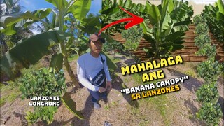 Farm vlog Philippines | lanzones farming and banana intercropping