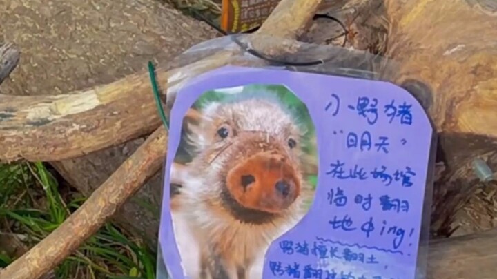 ملفت للقلب! حياة الخنزير العامل في حديقة حيوان هونغشان “مينغتيان” المليئة بالسعادة أثناء حرث الأرض