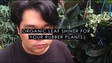 Organic leaf shiner for your rubber plants