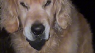 Chó an ủi: Đá sắp nảy mầm rồi