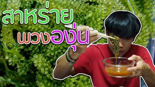 กินสาหร่ายพวงองุ่น"กรุบกรอบ"