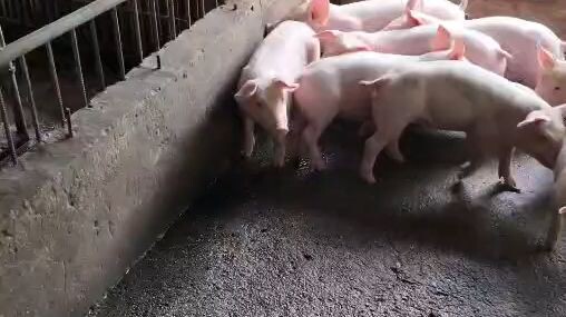 Another day, Another adventure sa buhay pobinsya. Piggery Farming