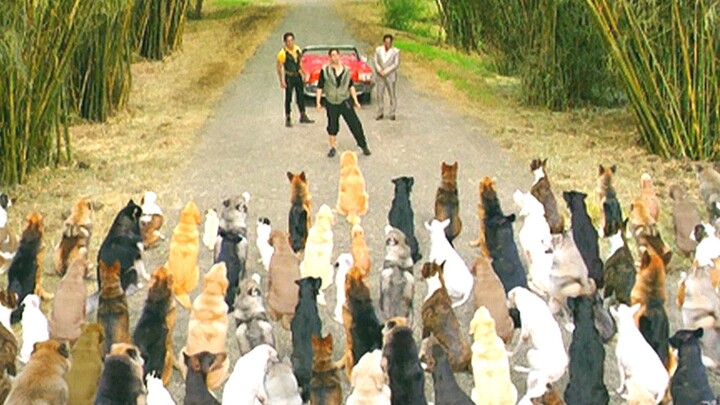 Chú chó sở hữu khối tài sản 30 tỷ, khi kẻ cướp đến tước đoạt, nó liền gọi hàng trăm chú chó hoang tớ