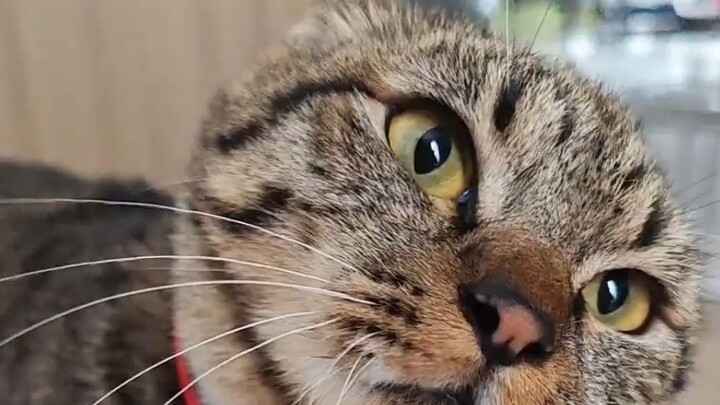 A video of a human and a cat in a fight—no holding back against the cat, so hilarious!