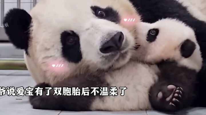 Grandpa says that after Ai Bao had twins, she’s not as gentle anymore—before, she always handled Fu 
