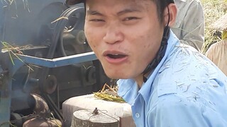 Mùa gặt lúa 🌾🌾 quê mình