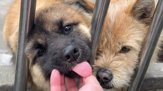 Saya mencoba menjinakkan bos anak anjing She Niu, tetapi dia menolak mendengarkan kata-kata atau sar