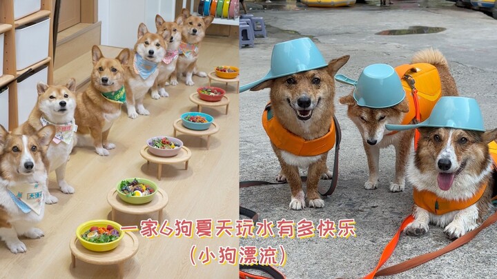 Betapa bahagianya sebuah keluarga dengan 6 ekor anjing saat bermain air di musim panas? Sehari penuh