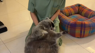 Dulu aku sudah bilang rakun ini sangat keras kepala