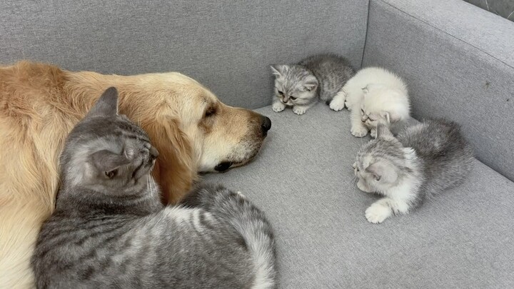Induk kucing menunjukkan kepada anak-anak kucing yang ketakutan bahwa anjing golden retriever raksas