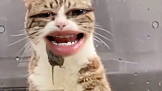 Bawa makanan ke Houmi