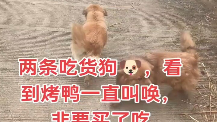Dog: What dog isn’t tempted?