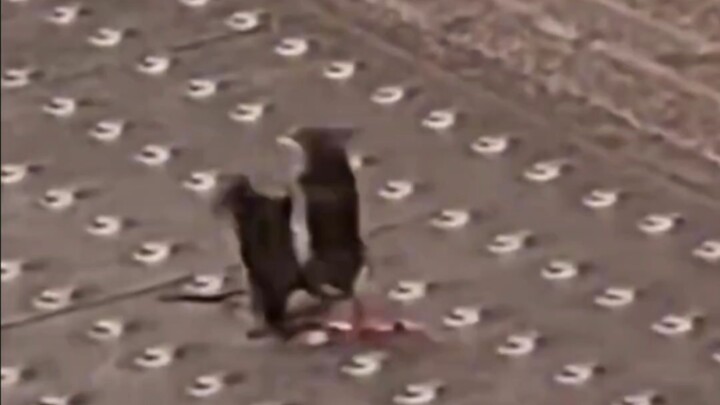 Rat-Beating Return Battle