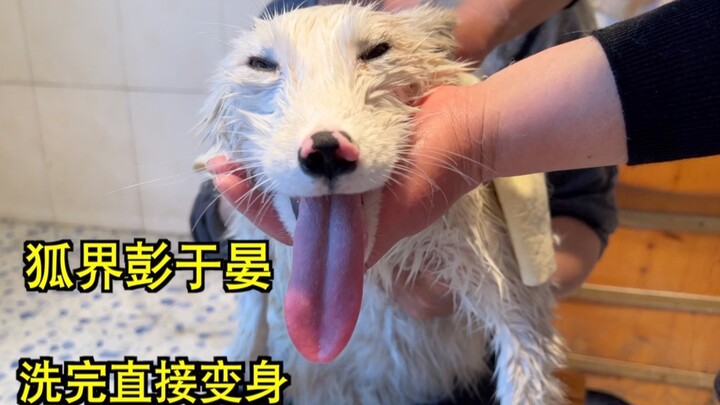 给2岁脏狐狸洗澡，这算是回炉重造？？？