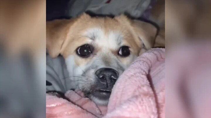 Anjing: Makan sudah???