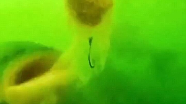 Người câu cá: Thực ra cậu mới 6 tuổi chứ không phải tôi!