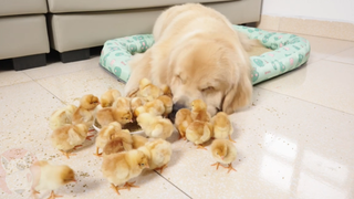 Golden Retriever bertemu dengan anak ayam yang baru lahir untuk pertama kalinya.