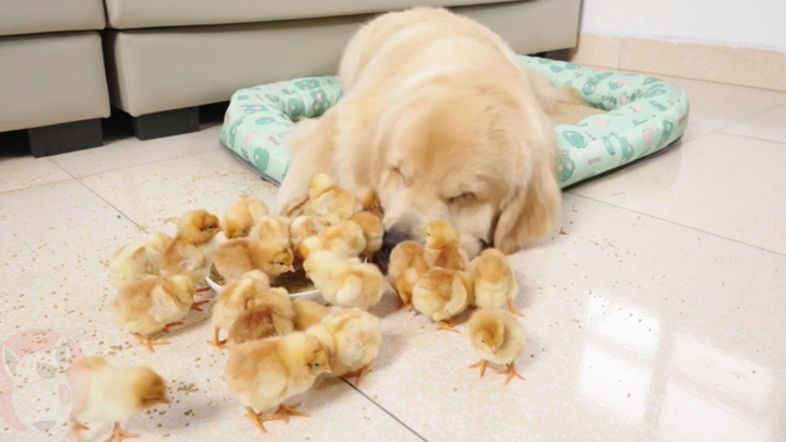 Golden Retriever sees newborn chicks for the first time.