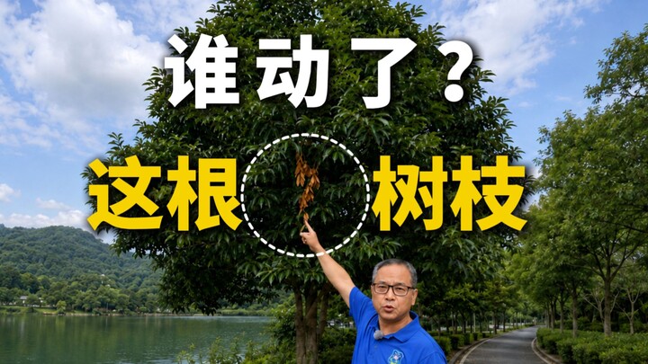 It turns out those dead branches on the tree are all caused by cicadas!