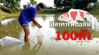 ปล่อยปลาคาร์ฟบ่อดิน100ตัว l คุณพ่อคราฟ