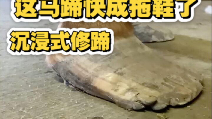 这马蹄快成拖鞋了！沉浸式修马蹄