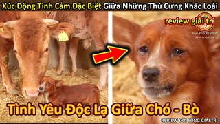 Nhím Cute Review Tình Yêu Xúc Động của thú cưng khác loài đầy đặc biệt || Review Giải Trí Đời Sống