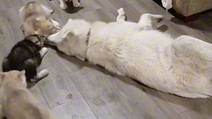 Ternyata tidak hanya manusia yang bisa kewalahan mengurus anak, anjing pun sama