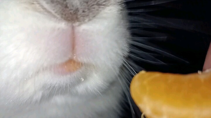 [Animals]Rabbit eating citrus with relish