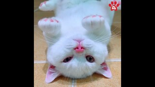 Những chiếc măng cụt màu hường | MYPET