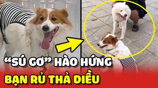 Bé chó SÚ GƠ hào hứng vì được bạn đến rủ đi THẢ DIỀU 😂 | Yêu Lu