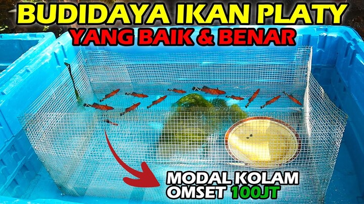 Cara Budidaya Platy dan Moly yang Baik dan Benar !!! Omset 100jt per Bulan !!