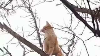 ตั้งใจจะถ่ายรูปความน่ารักของแมวน้อย แต่ผลลัพธ์กลับเป็นแบบนี้..