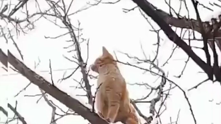 I intended to capture the cute look of my kitty, but the result was...