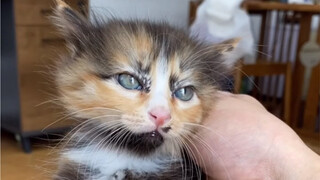 这群烟熏火燎让它爹伤心的小丑猫终于领养出去了