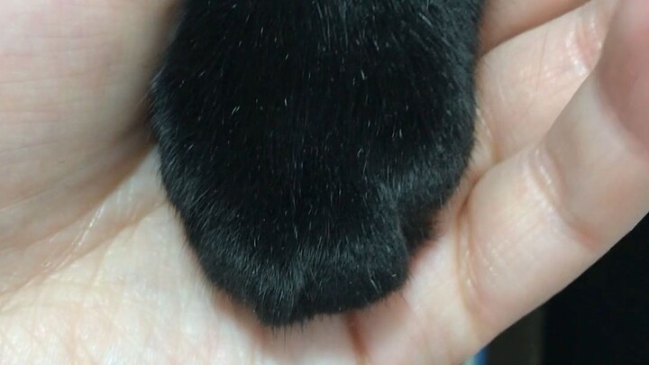 【กางเกงในแมวดำ】แมวที่บ้านของคุณให้จับอุ้งเท้าแบบนี้มั้ย?