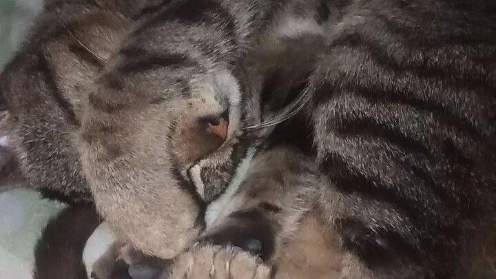 ang pusa ko ayy natutulog pero yung pagtulog nya naka ganyan kasi binivideohan k siya