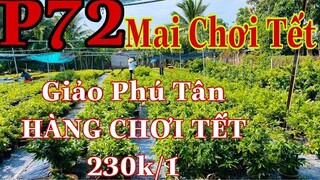 🔴 Hết Hàng 🔴 Mai vàng chơi tết p72 | giảo phú tân giá 230k/1c báo ship toàn quốc