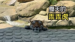 Those heartwarming animal videos!