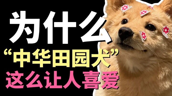Why are Chinese native dogs so beloved?