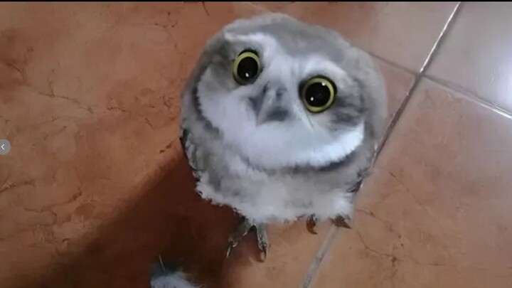 Burung hantu adalah hewan paling menggemaskan di Bumi 🤣 Hewan paling lucu tahun 2026