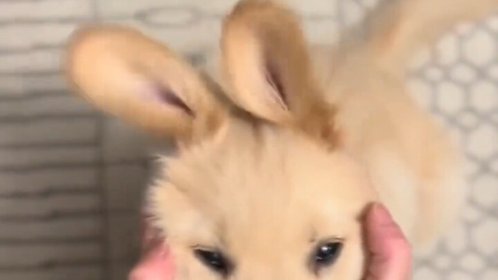 It’s trying sparkling water for the first time and is bursting with curiosity!