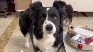 Puppy: Who turned off my microphone?