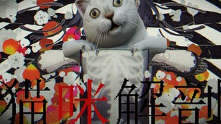 猫 咪 解 剖