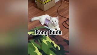 Buồn nào dồi cũng xé quaaaaa nha mèo cat