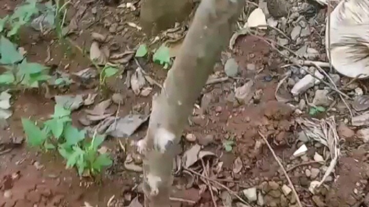 PLANTS UNIVERSITY