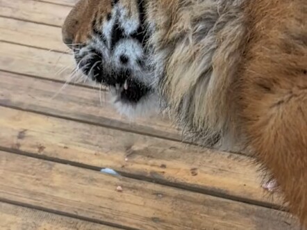 ลูกเสือโคร่งแมนจูเรีย วันนี้หนาวมาก อบมือหน่อย!