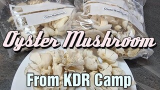 Stir fry Oyster Mushroom | Plant based | Vegetarian